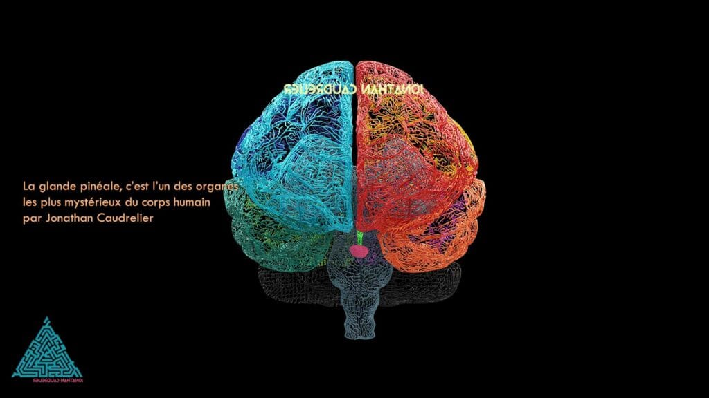 La glande pinéale, c’est l’un des organes les plus mystérieux du corps humain par Jonathan Caudrelier