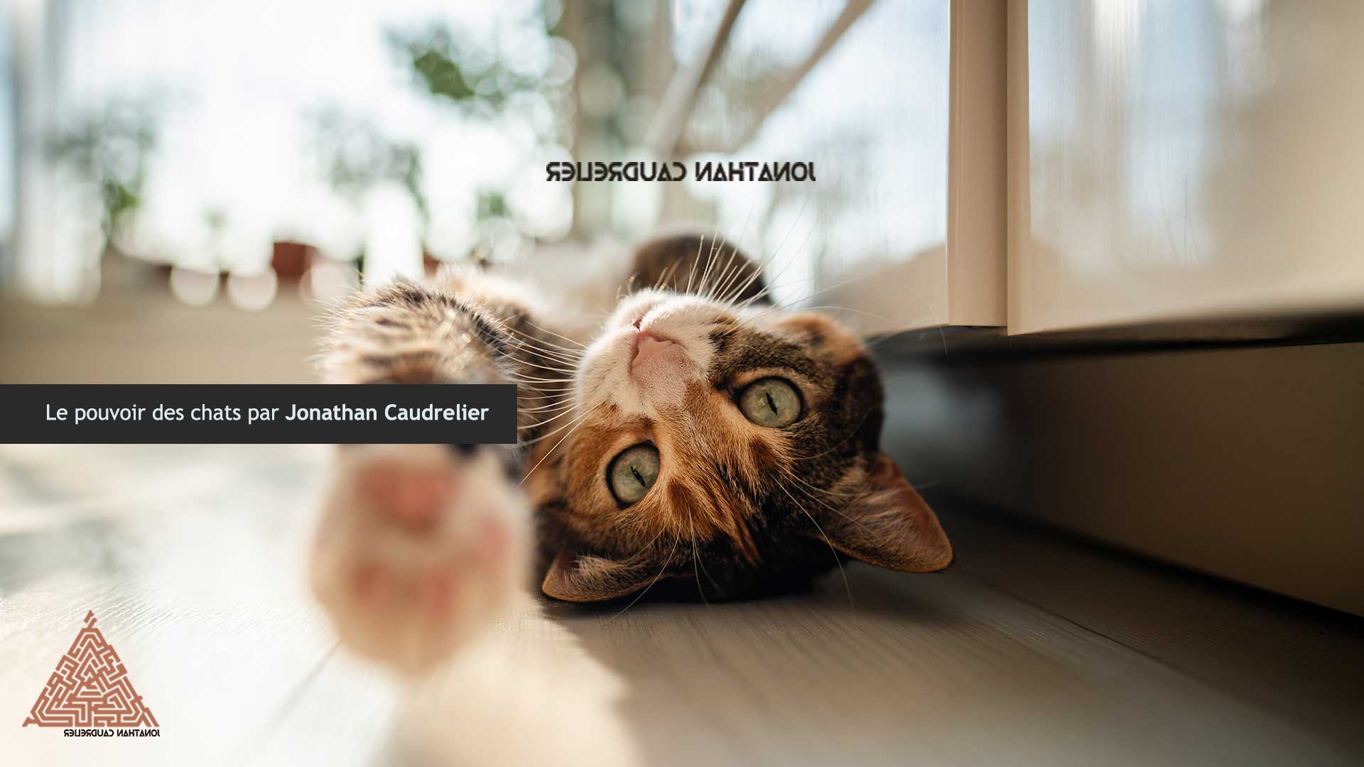 Le pouvoir des chats de Mr Caudrelier Jonathan Magnétiseur Chartres